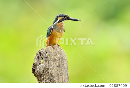 Kingfisher, bird, bird, animal Kingfisher, bird, bird, animal 63887409
