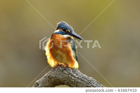 Kingfisher, bird, bird, animal Kingfisher, bird, bird, animal 63887410