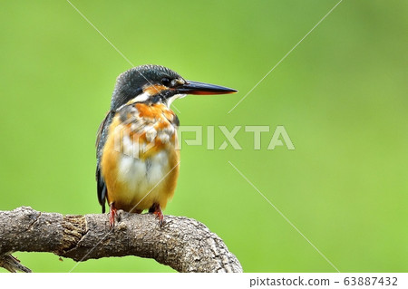 翠鳥，鳥，鳥，動物 63887432