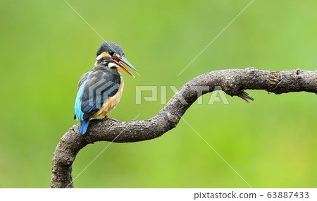 翠鳥，鳥，鳥，動物 63887433