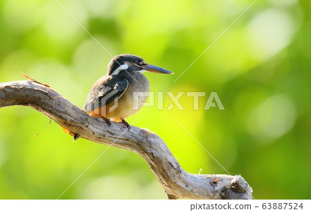 翠鳥,鳥,鳥,動物 翠鳥,鳥,鳥,動物 63887524