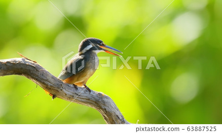 翠鳥,鳥,鳥,動物 翠鳥,鳥,鳥,動物 63887525