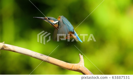 翠鳥,鳥,鳥,動物 翠鳥,鳥,鳥,動物 63887531
