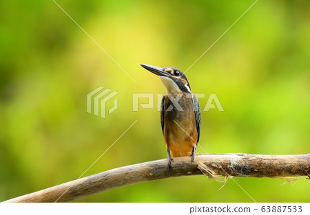 Kingfisher, bird, bird, animal Kingfisher, bird, bird, animal 63887533