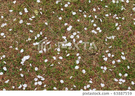 Cherry blossoms, petals, after the rain Cherry blossoms, petals, after the rain 63887559