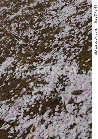 雨後的櫻花,花瓣 雨後的櫻花,花瓣 63887844