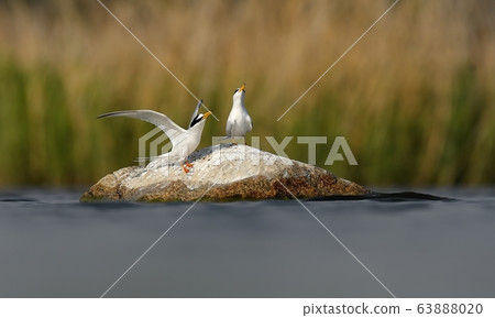 Tern, bird, bird, animal 63888020