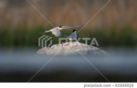 Tern, bird, bird, animal 63888026