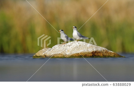 Tern, bird, bird, animal 63888029