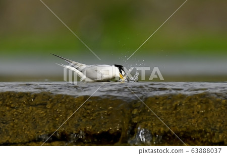 Tern, bird, bird, animal Tern, bird, bird, animal 63888037