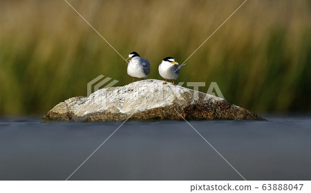 Tern, bird, bird, animal Tern, bird, bird, animal 63888047