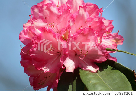 稱為夢姬的品種杜鵑 63888201