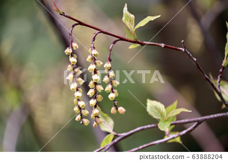 Kiboshi之花 Kiboshi之花 63888204