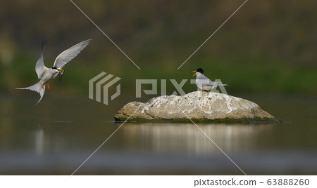 Tern, bird, bird, animal 63888260