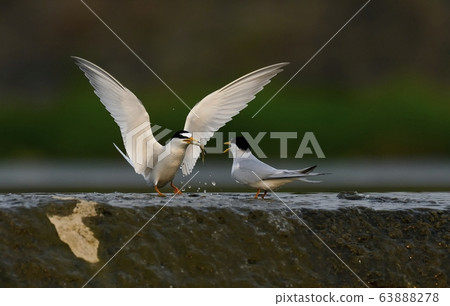 Tern, bird, bird, animal Tern, bird, bird, animal 63888278