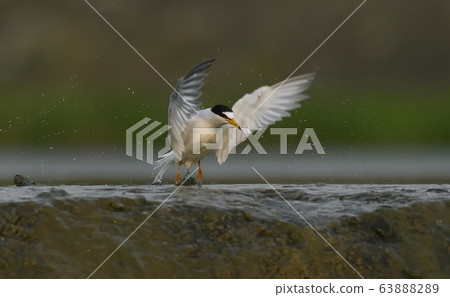 Tern, bird, bird, animal 63888289