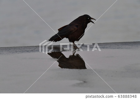 Crow  63888348