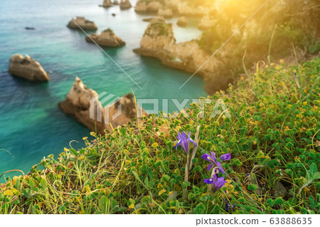Beautiful bay landscape on the Portuguese beach of Boiao, green grass and purple flower. Algarve 63888635