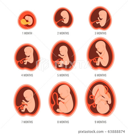 Pregnancy Fetal Foetus Development . Embryonic... - Stock Illustration ...