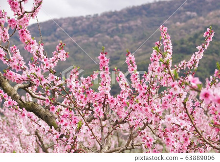 A famous place for peaches, Kinokawa City, Wakayama Prefecture A famous place for peaches, Kinokawa City, Wakayama Prefecture 63889006