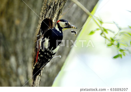 Great spotted woodpecker, bird, bird, animal Great spotted woodpecker, bird, bird, animal 63889207