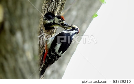 Great spotted woodpecker, bird, bird, animal Great spotted woodpecker, bird, bird, animal 63889210