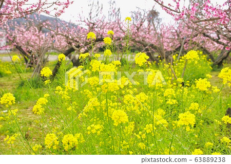 Full bloom rape blossoms and peach field, Kinokawa City, Wakayama Prefecture Full bloom rape blossoms and peach field, Kinokawa City, Wakayama Prefecture 63889238