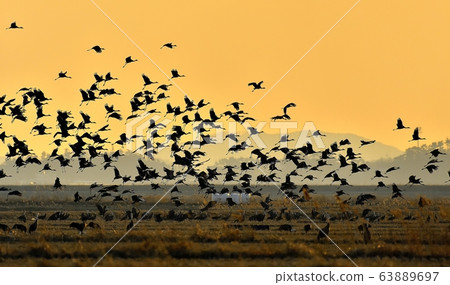 Black crane, bird, bird, migratory bird 63889697