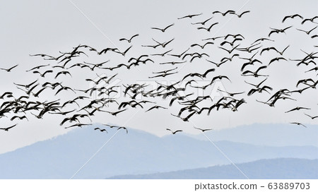 Black crane, bird, bird, migratory bird 63889703