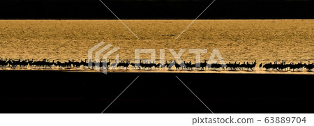 Black crane, bird, bird, migratory bird 63889704