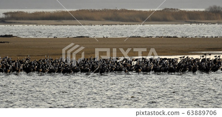 Black crane, bird, bird, migratory bird 63889706
