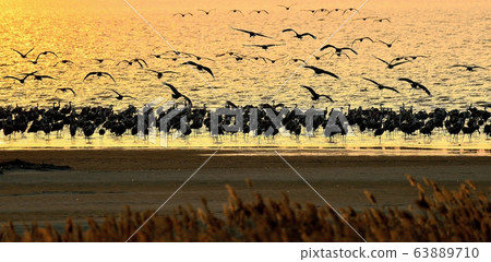 Black crane, bird, bird, migratory bird Black crane, bird, bird, migratory bird 63889710