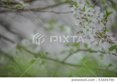 目黑河在春天 目黑河在春天 63889790