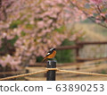 Spring coming 63890253