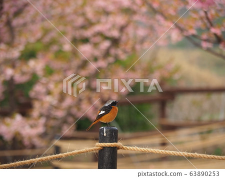 Spring coming Spring coming 63890253