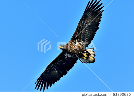 White Tailed Eagle, Bird of Prey, Natural Monument 63890680