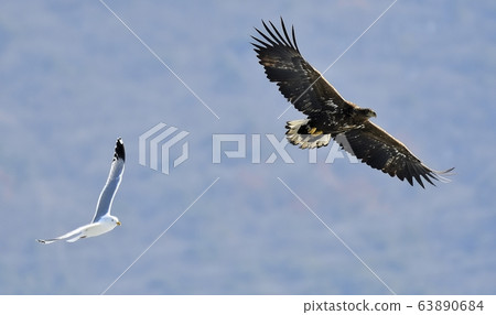 White Tailed Eagle, Bird of Prey, Natural Monument 63890684