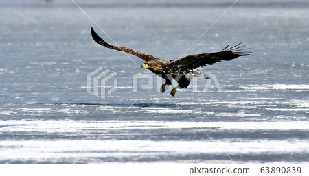 White Tailed Eagle, Bird of Prey, Natural Monument White Tailed Eagle, Bird of Prey, Natural Monument 63890839