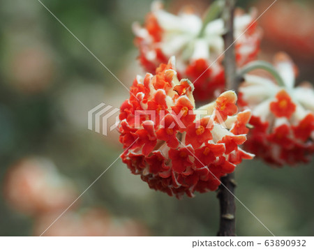 光松花 光松花 63890932