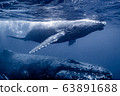 Whale and mother whale 63891688