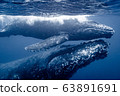 Whale parent and child 63891691