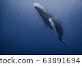 Baby whale 63891694