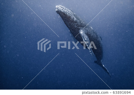鯨魚 鯨魚 63891694