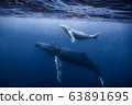 Whale parent and child 63891695