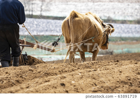 農民耕牛和耕種黃土田 63891719