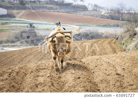 野牛 野牛 63891727