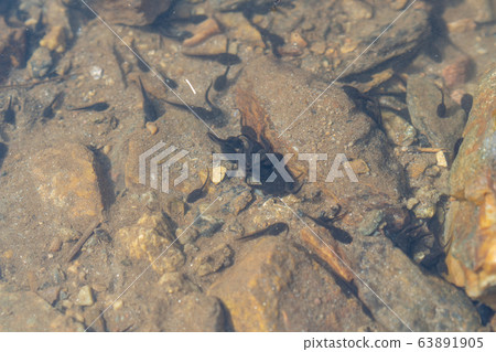 tadpole tadpole 63891905
