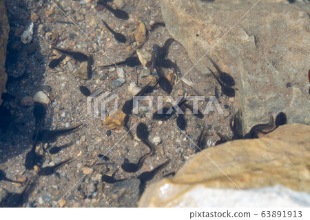 tadpole 63891913