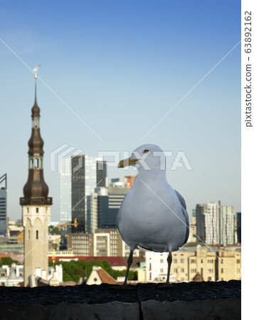 Seagull on a parapet of observation deck and the Town hall tower on a background. Tallinn. Estonia. Seagull on a parapet of observation deck and the Town hall tower on a background. Tallinn. Estonia. 63892162