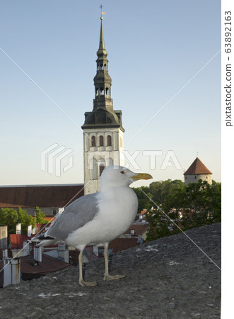 Seagull on a parapet of observation deck and the Town hall tower on a background. Tallinn. Estonia. Seagull on a parapet of observation deck and the Town hall tower on a background. Tallinn. Estonia. 63892163
